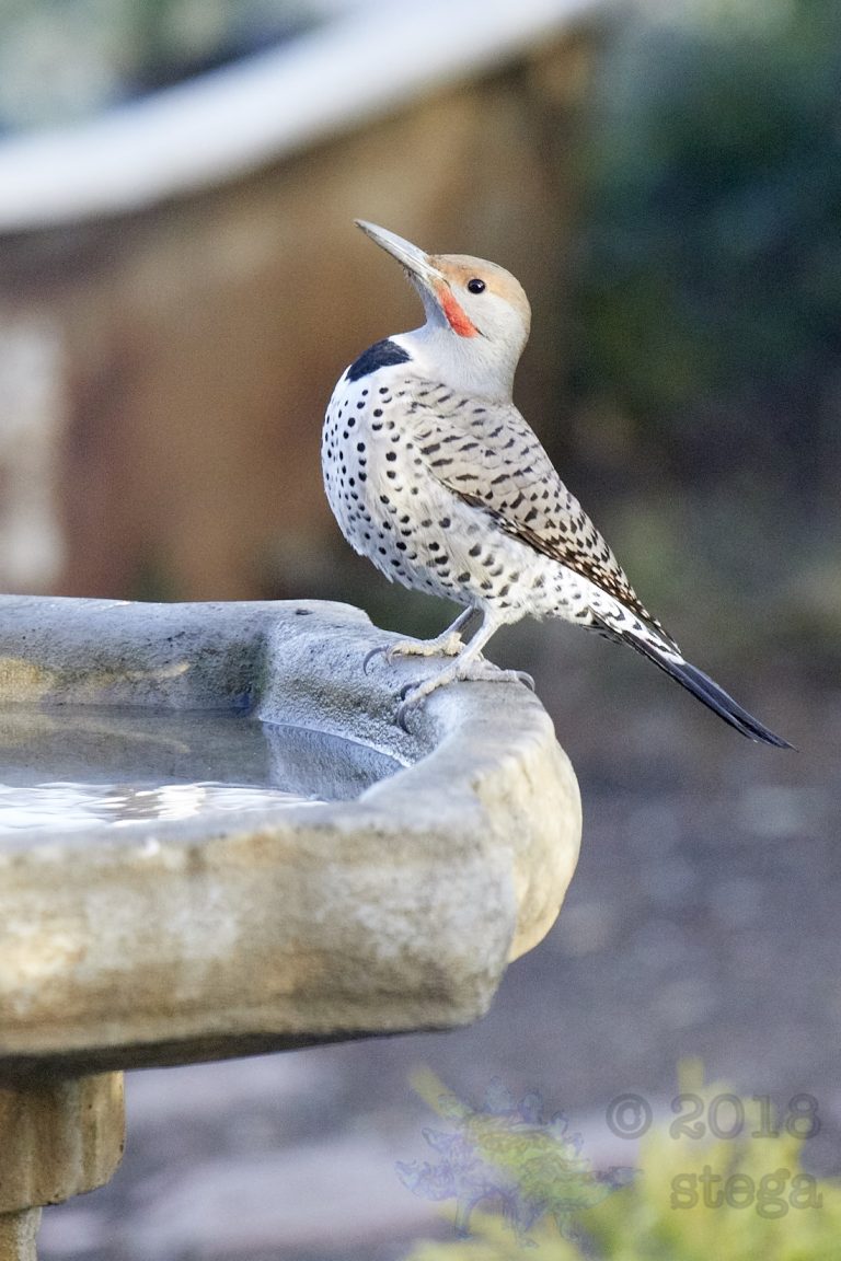 Northern Flicker