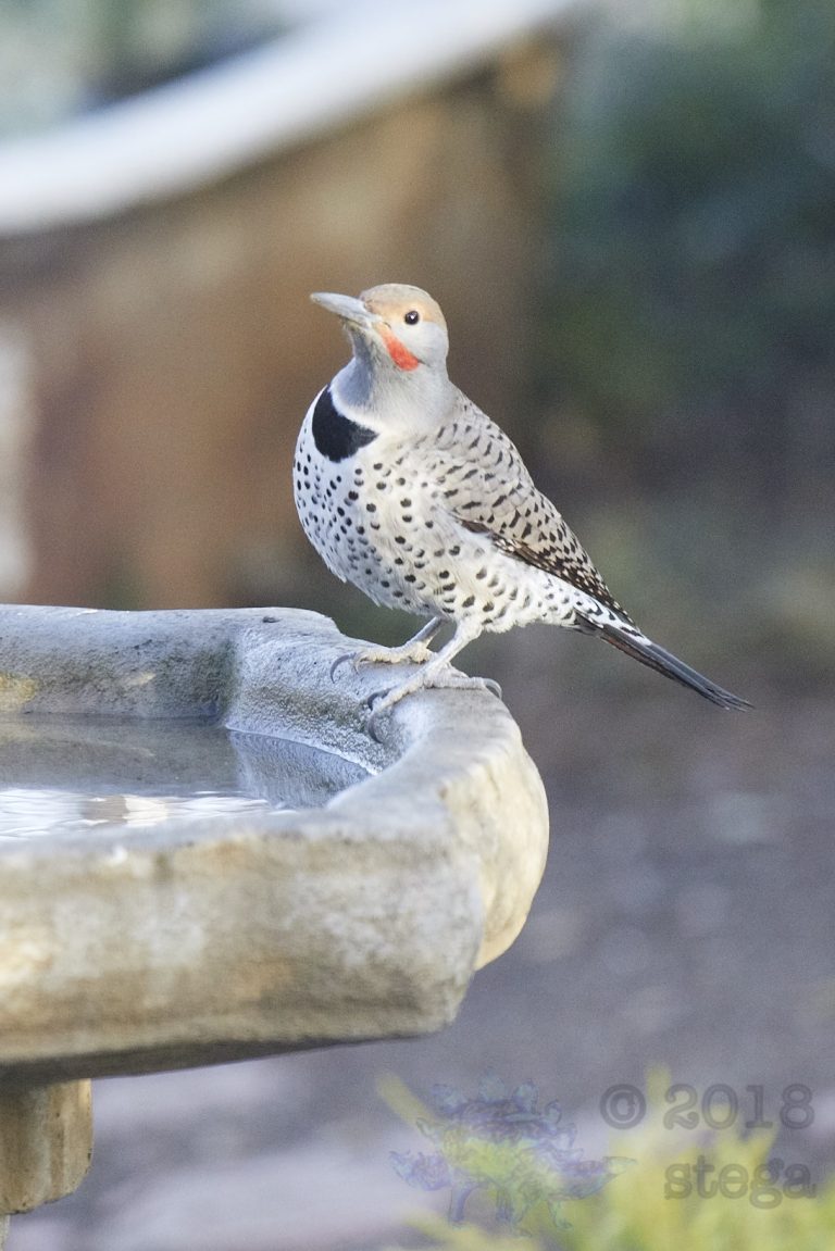 Northern Flicker