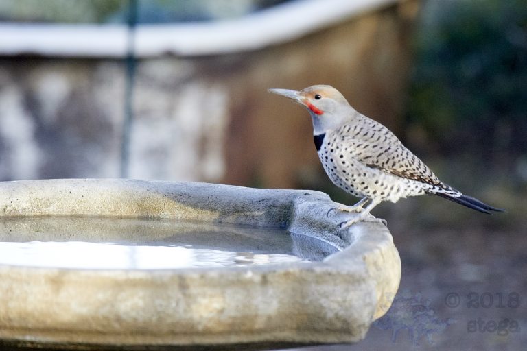 Northern Flicker