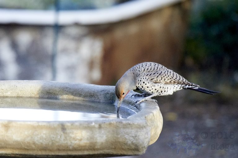 Northern Flicker