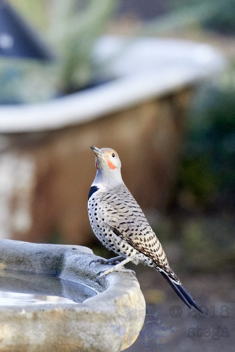 Northern Flicker