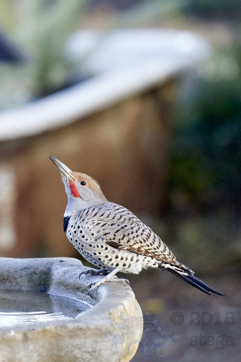 Northern Flicker
