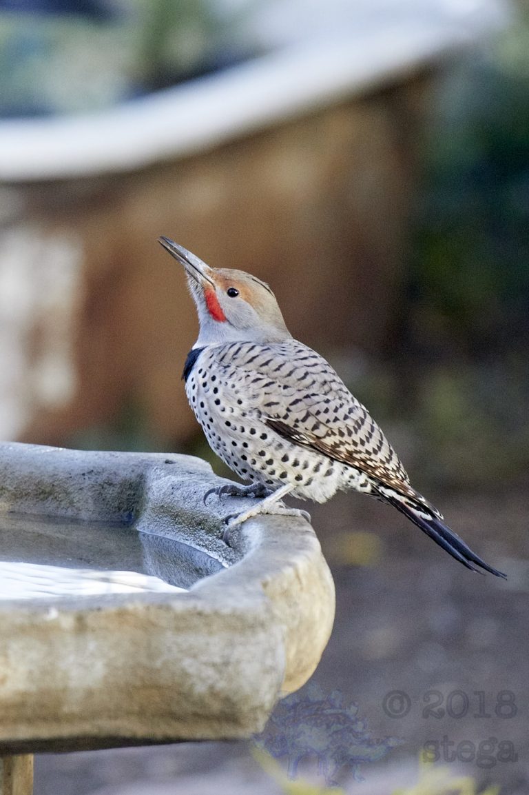 Northern Flicker