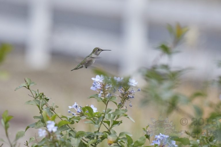Anna’s Hummingbird