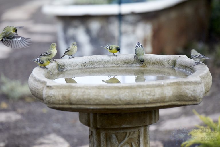 Lesser Goldfinches
