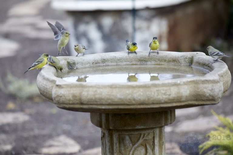 Lesser Goldfinches