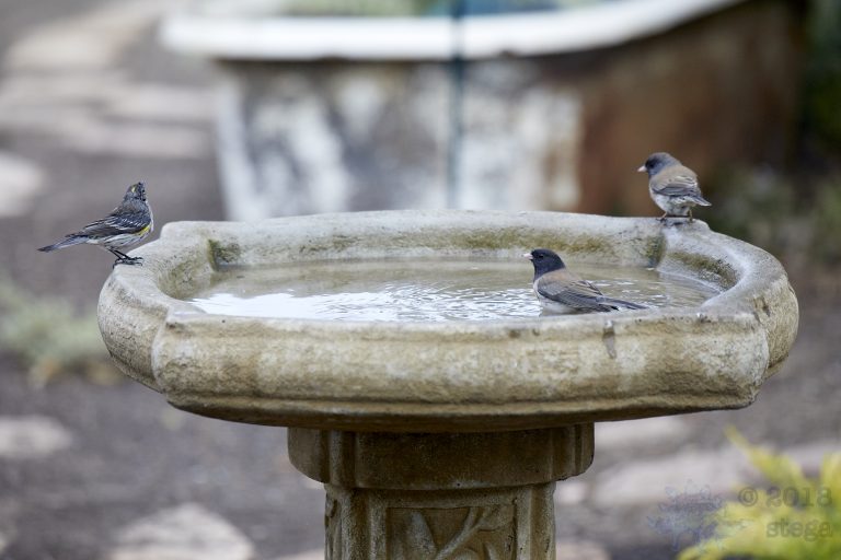 Yellow-rumped Warbler and Dark-eyed Juncoes