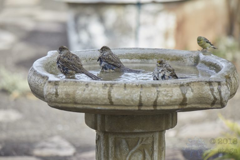 Sparrows and a waiting Finch