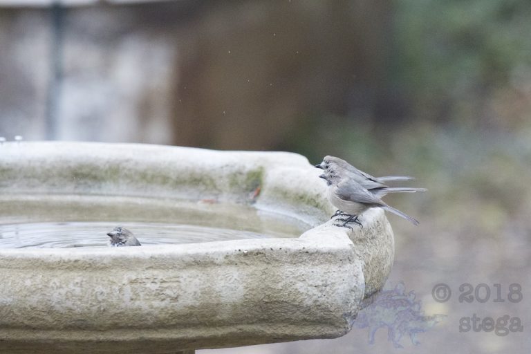 Bushtits