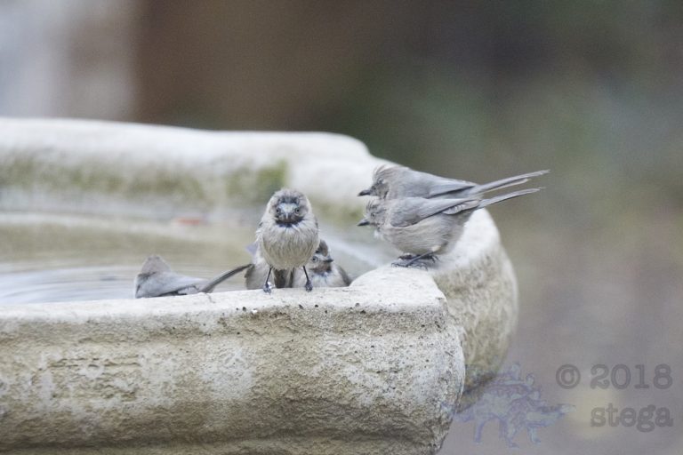 Bushtits