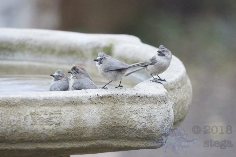 Bushtits