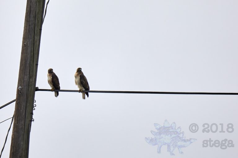 Red-tailed Hawks