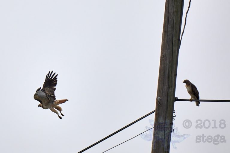 Outside:  Red-tailed Hawks