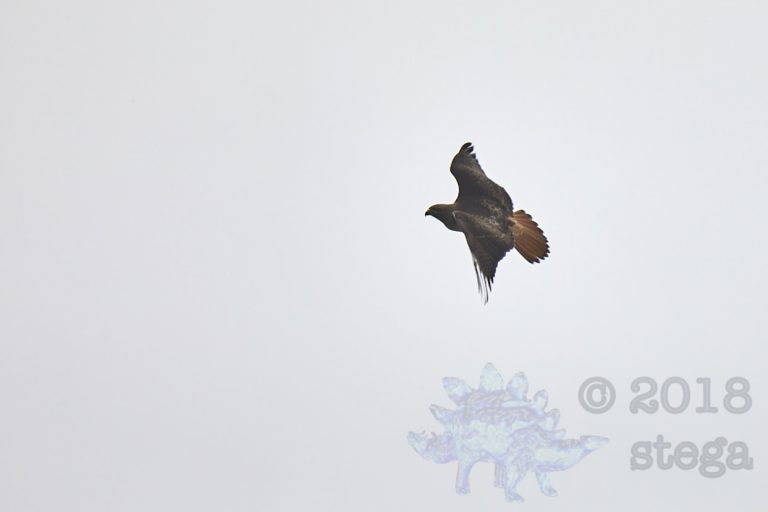 Red-tailed Hawk