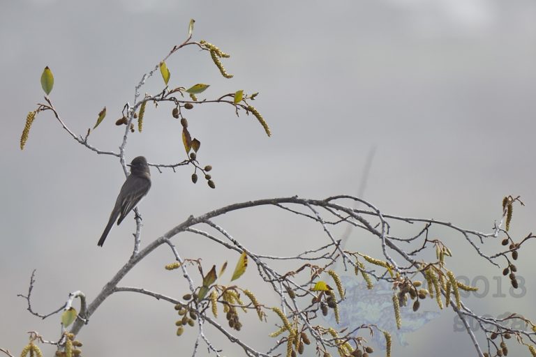 Black Phoebe