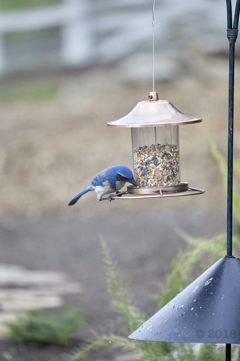 California Scrub Jay