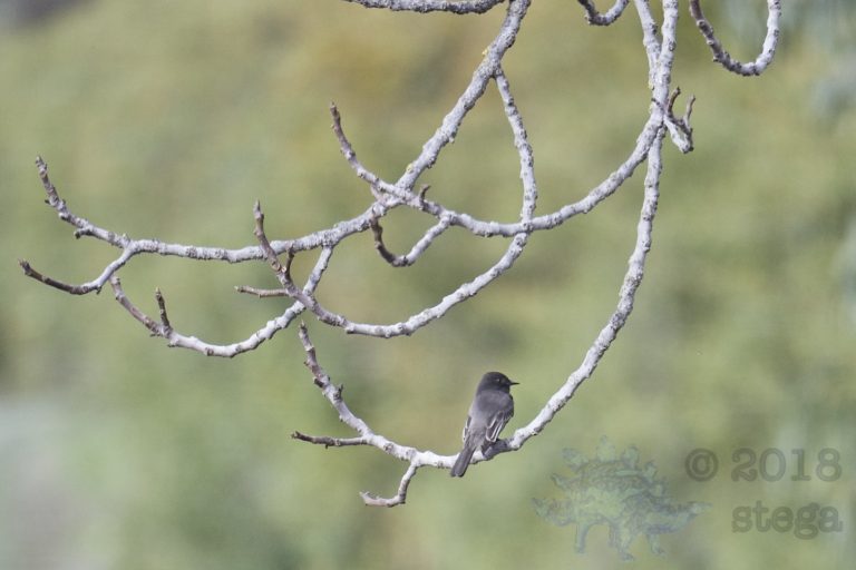 Black Phoebe