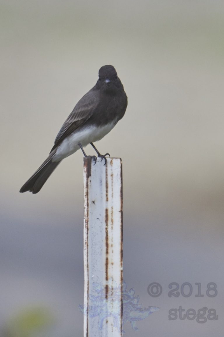 Black Phoebe