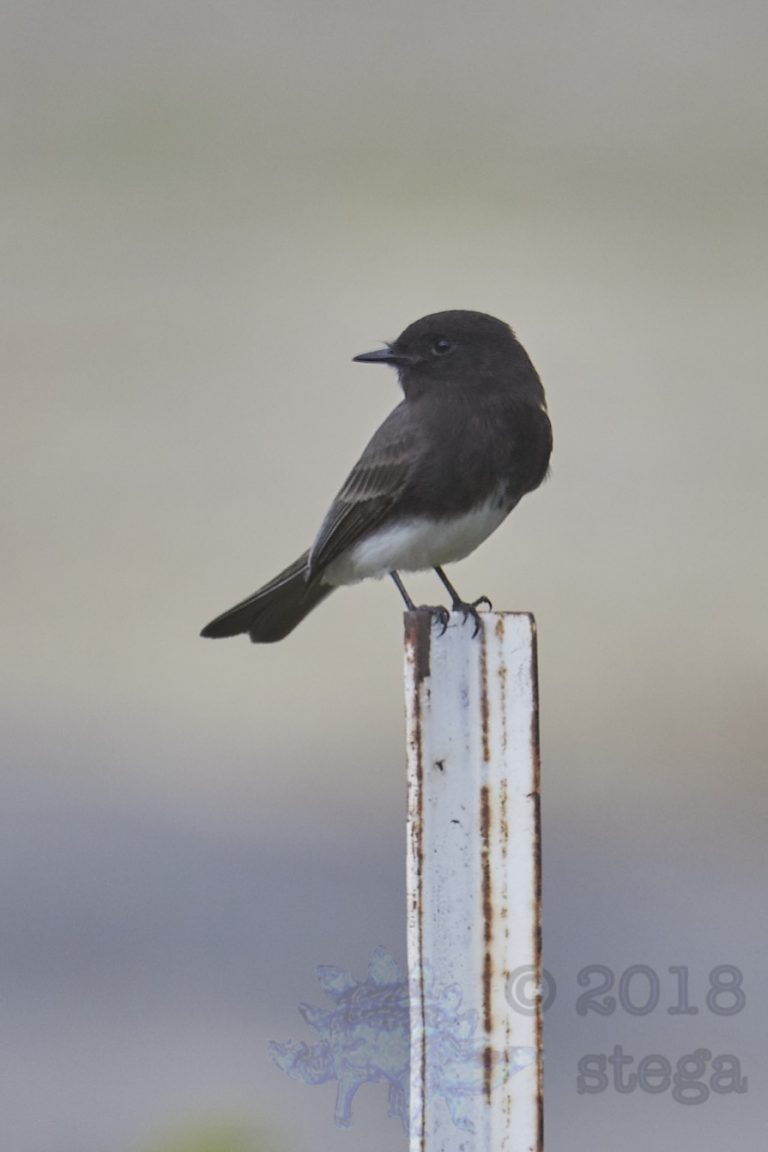Black Phoebe