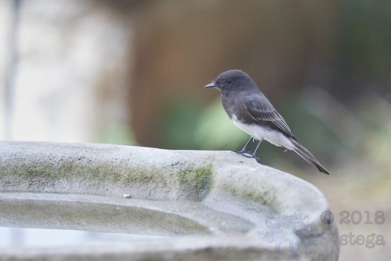 Black Phoebe