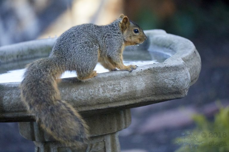 Fox Squirrel