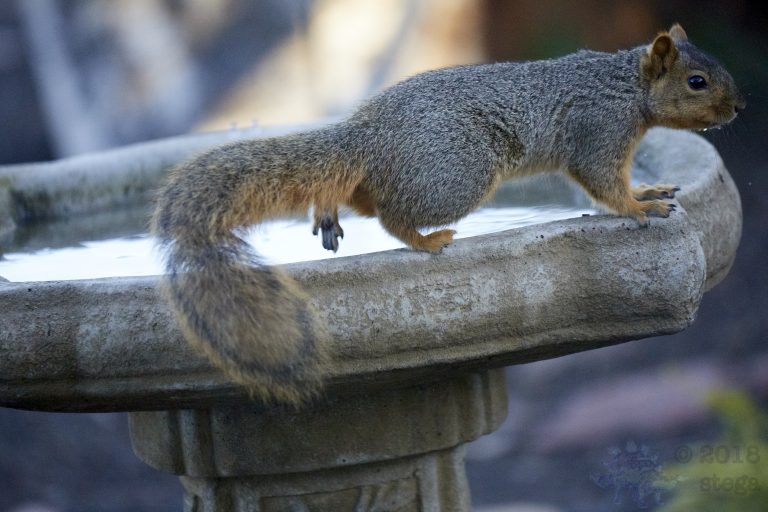 Fox Squirrel
