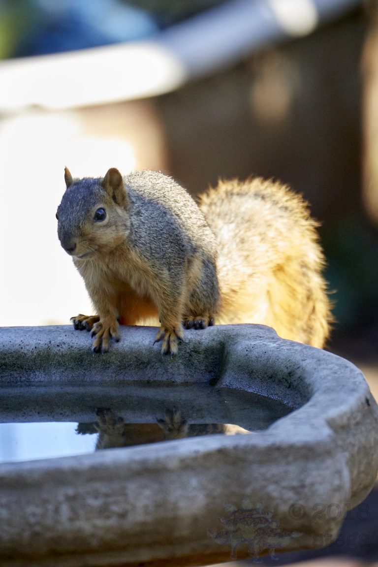 Fox Squirrel
