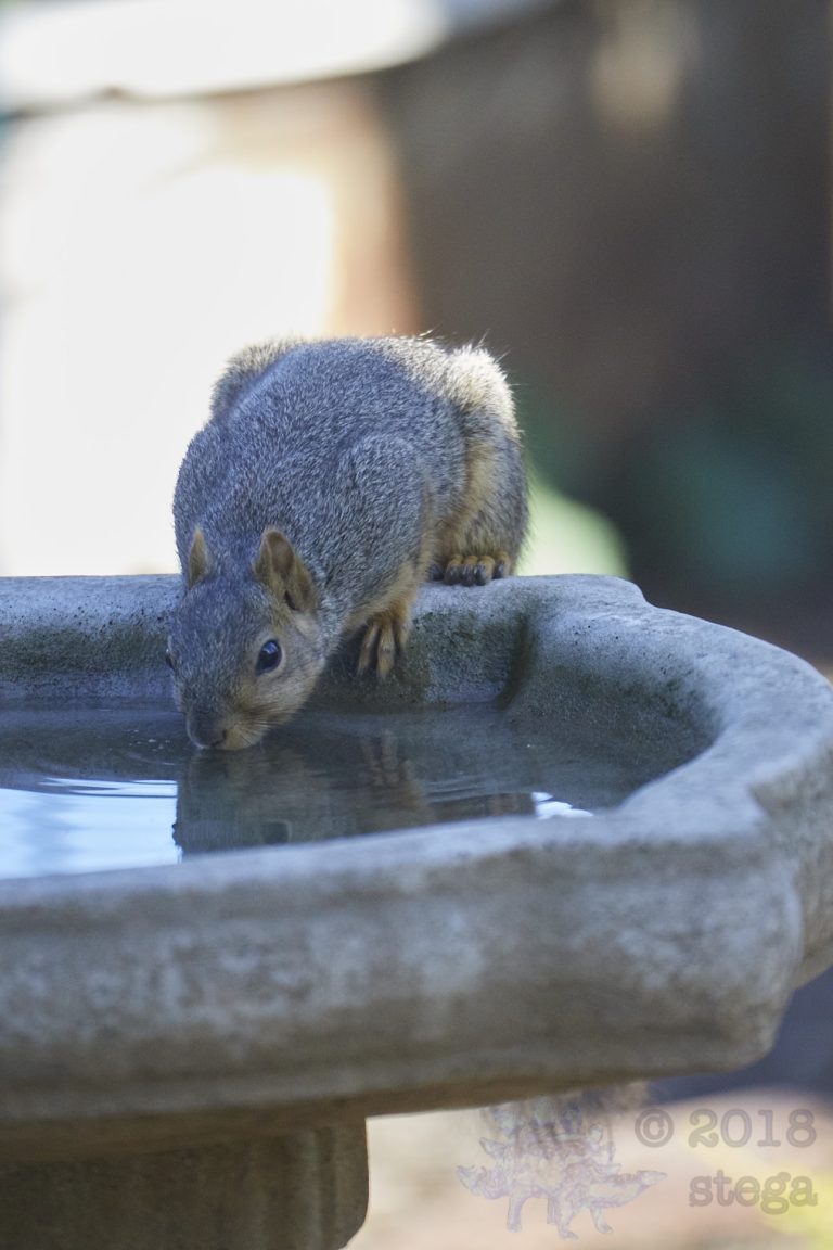 Fox Squirrel