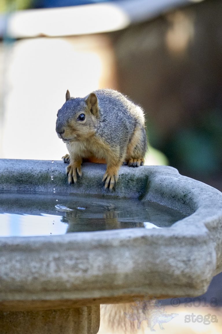 Fox Squirrel