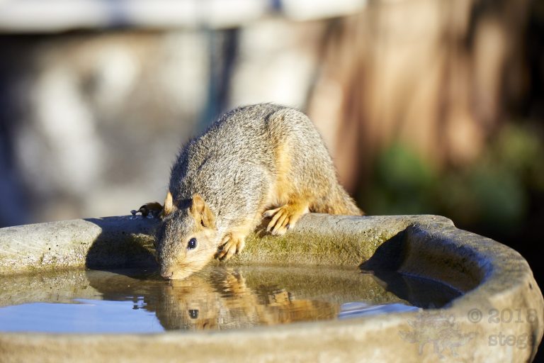 Fox Squirrel
