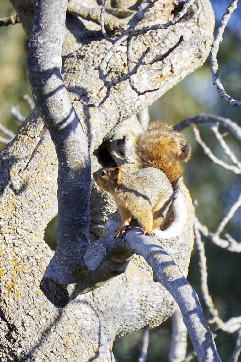 Fox Squirrel