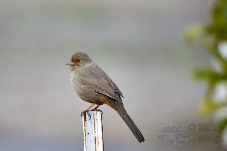 California Towhee