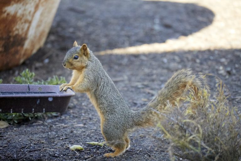 Fox Squirrel