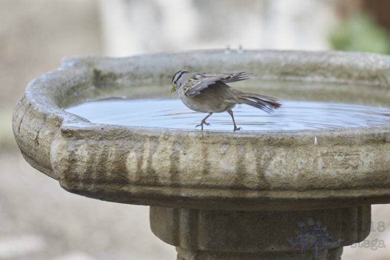 White-Crowned Sparrow