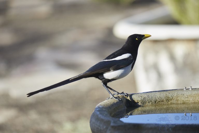 Yellow-billed Magpie