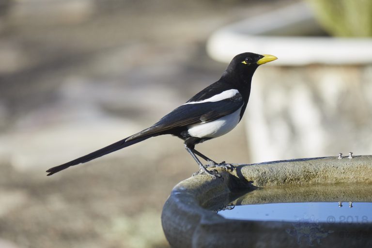 Yellow-billed Magpie