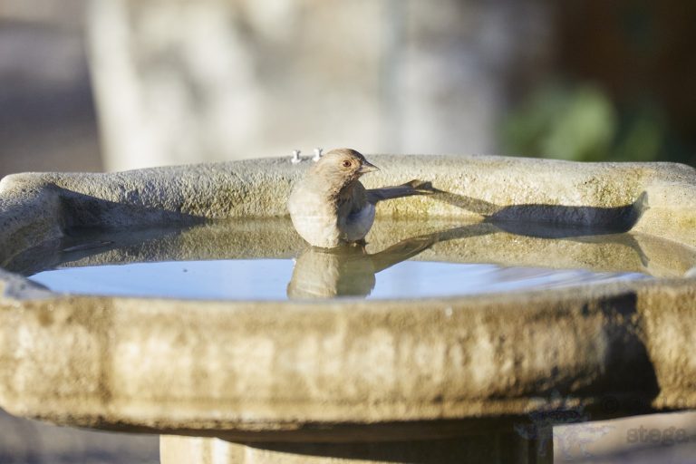 Old School Week: California Towhee