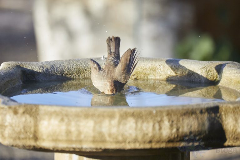 Bathing California Towhee (Series Part 1)