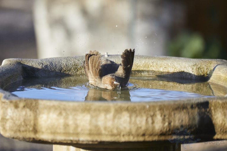Old School Week: California Towhee