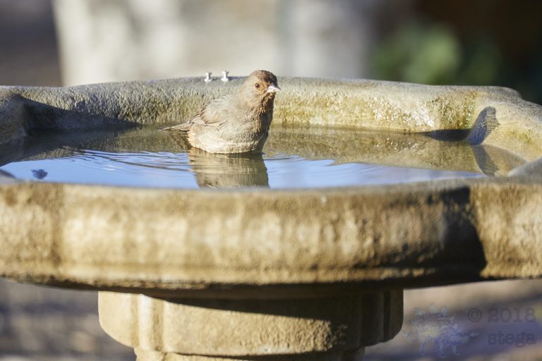Bathing California Towhee (Series Part 2)