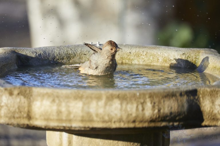 Old School Week: California Towhee