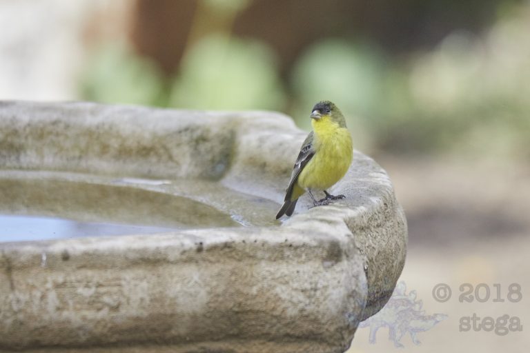 Lesser Goldfinch