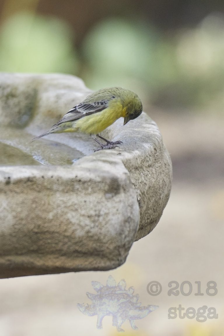 Goldfinch