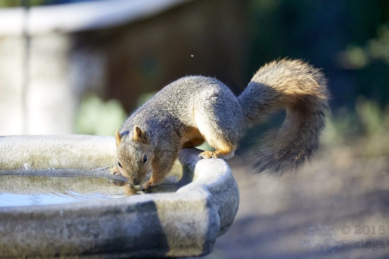 Fox Squirrel