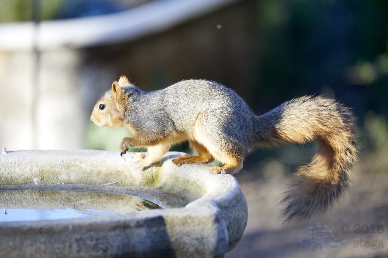 Fox Squirrel