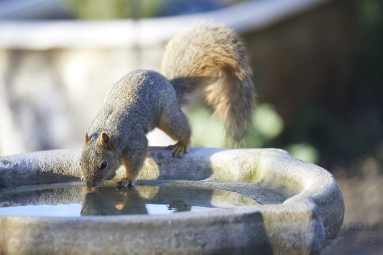 Fox Squirrel