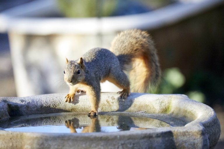 Fox Squirrel