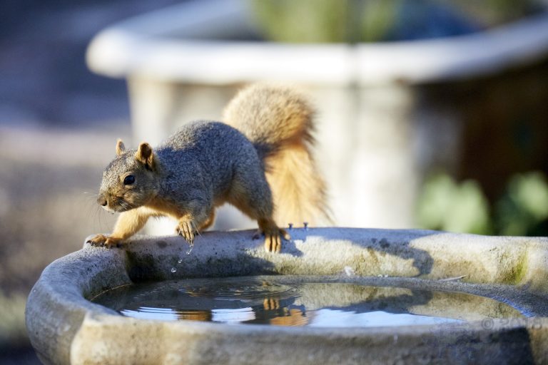 Fox Squirrel