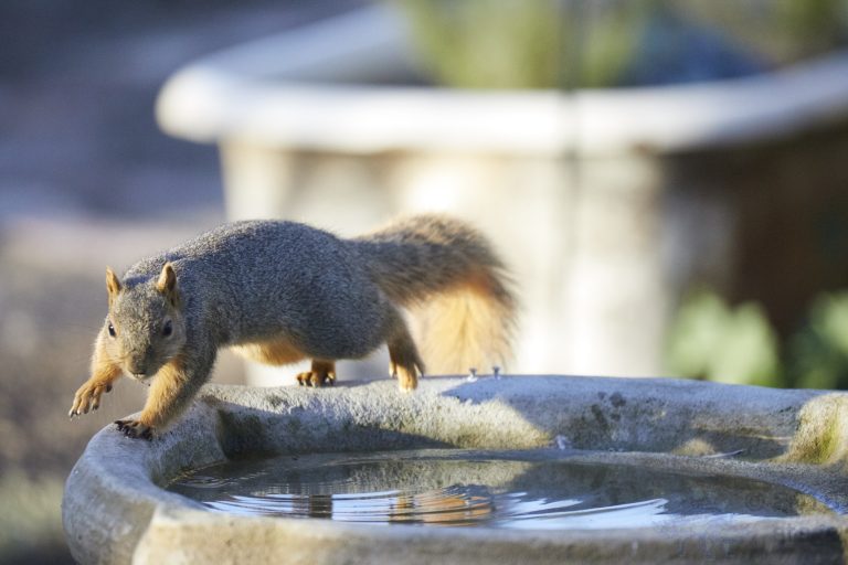 Fox Squirrel