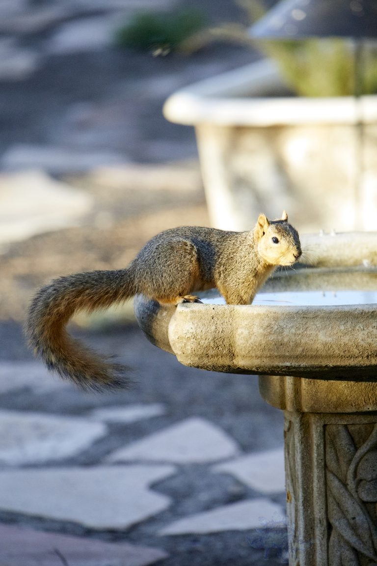 Fox Squirrel